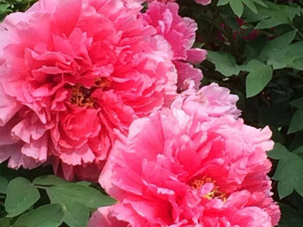 四月目光齊聚洛陽，牡丹花會驚艷開幕